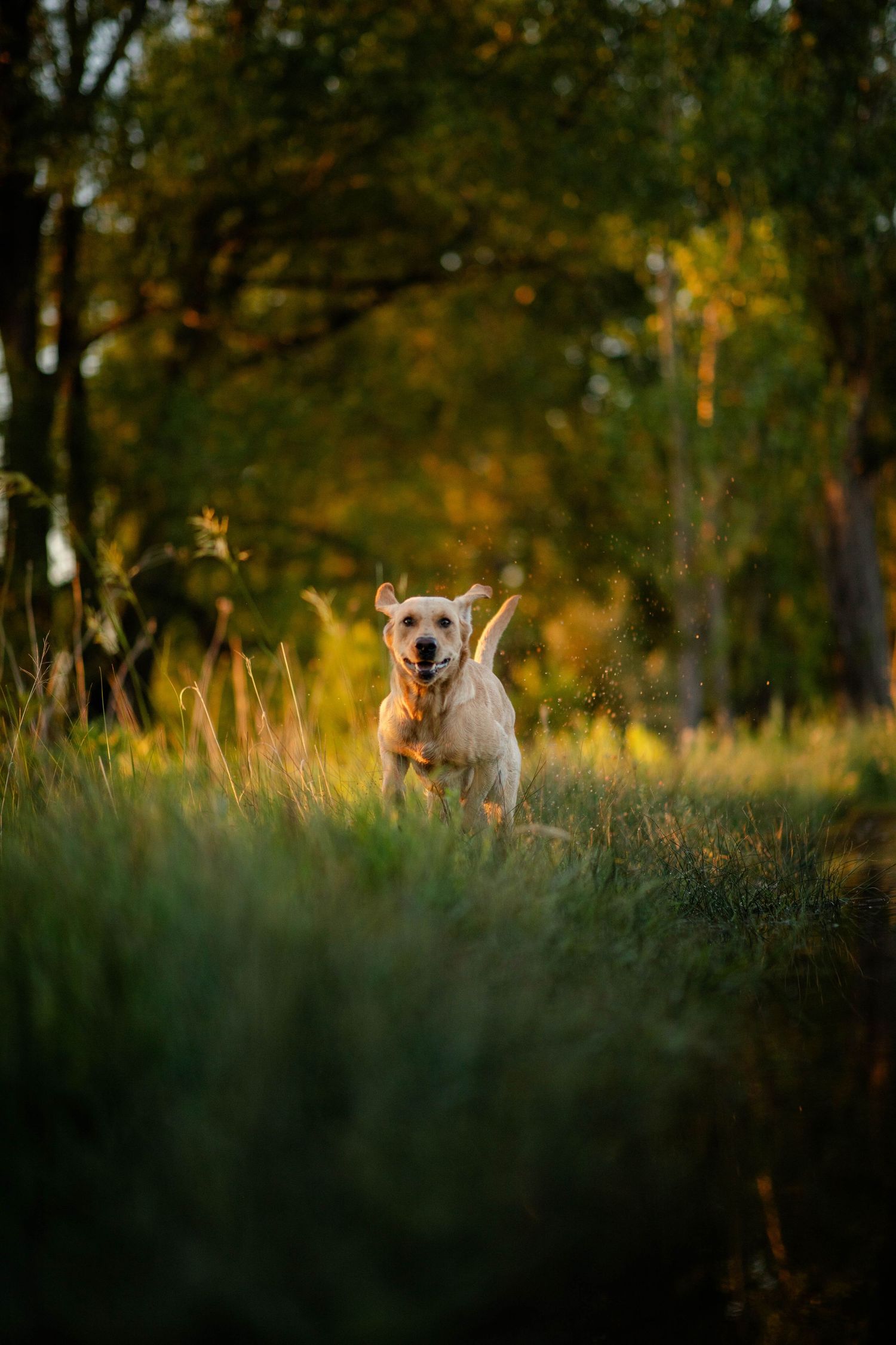 Golden labrador dog splashing through shallow water in a grassy field during golden hour sunrise.