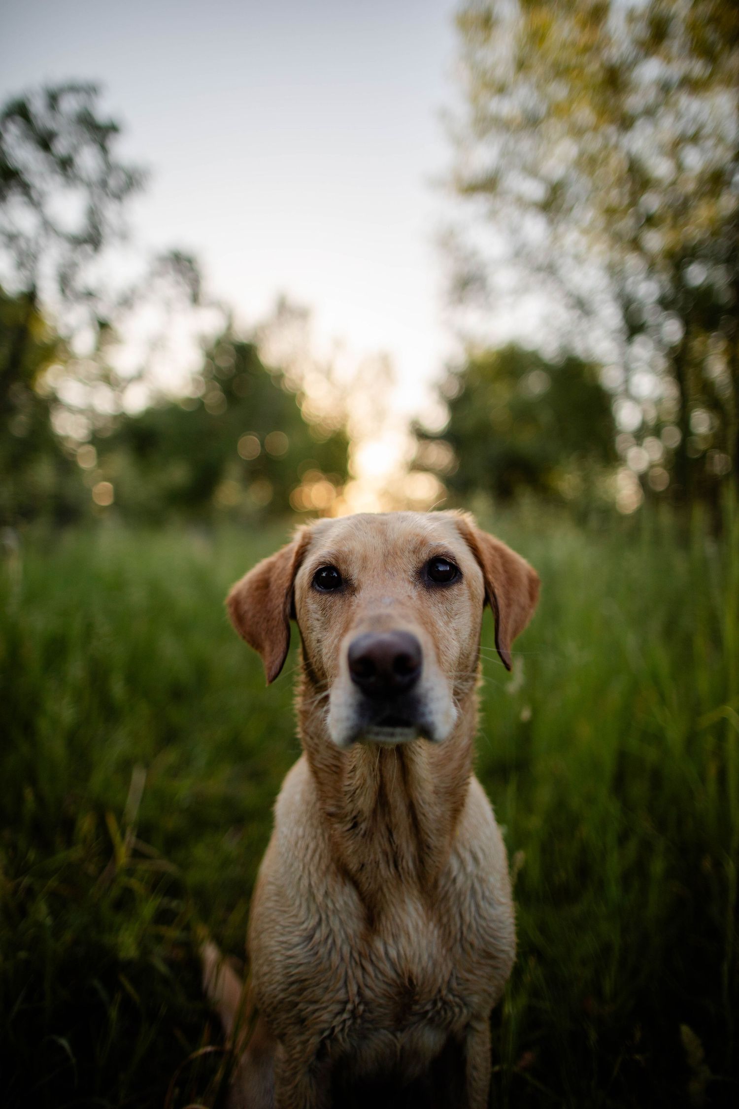 Golden Labrador dog looking intently at camera in grassy field during golden hour Sunrise in Boulder, Colorado.