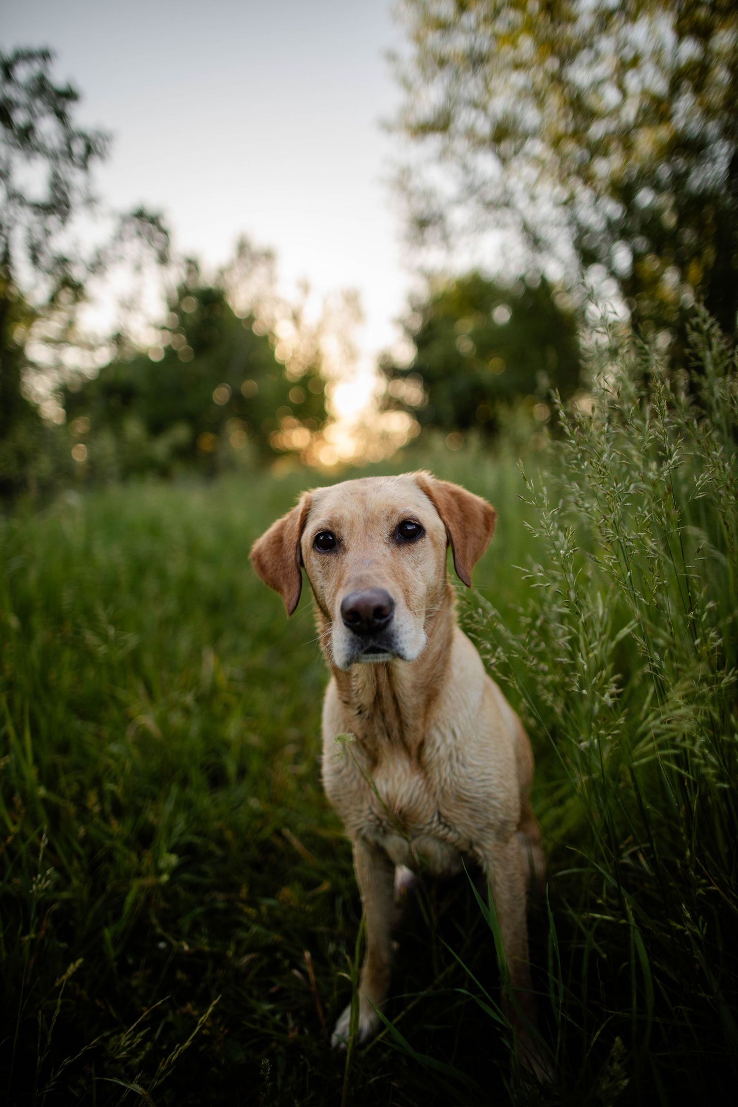 Golden Labrador dog looking intently at camera in grassy field during golden hour Sunrise in Boulder, Colorado.
