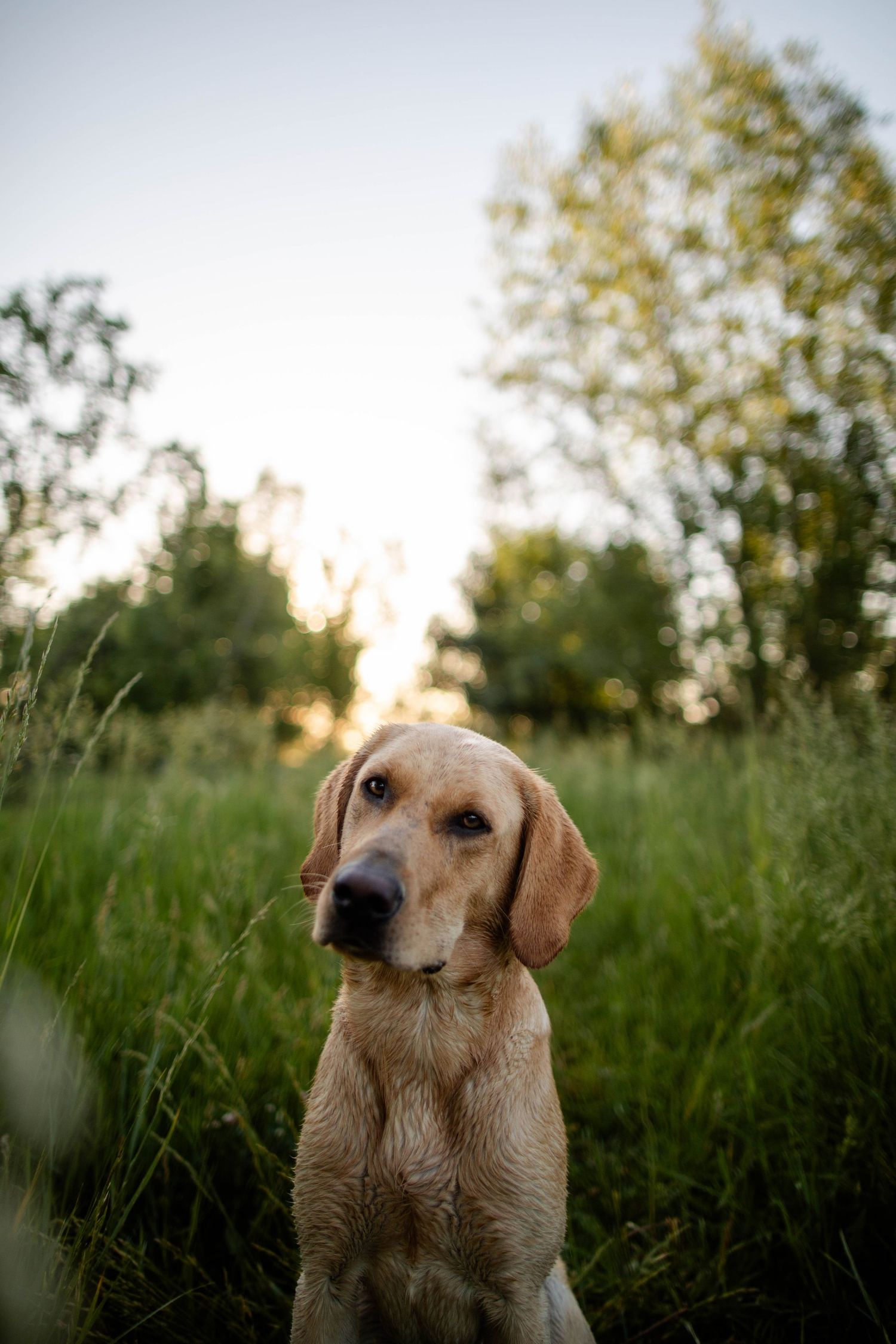 Golden Labrador dog looking intently at camera in grassy field during golden hour Sunrise in Boulder, Colorado.