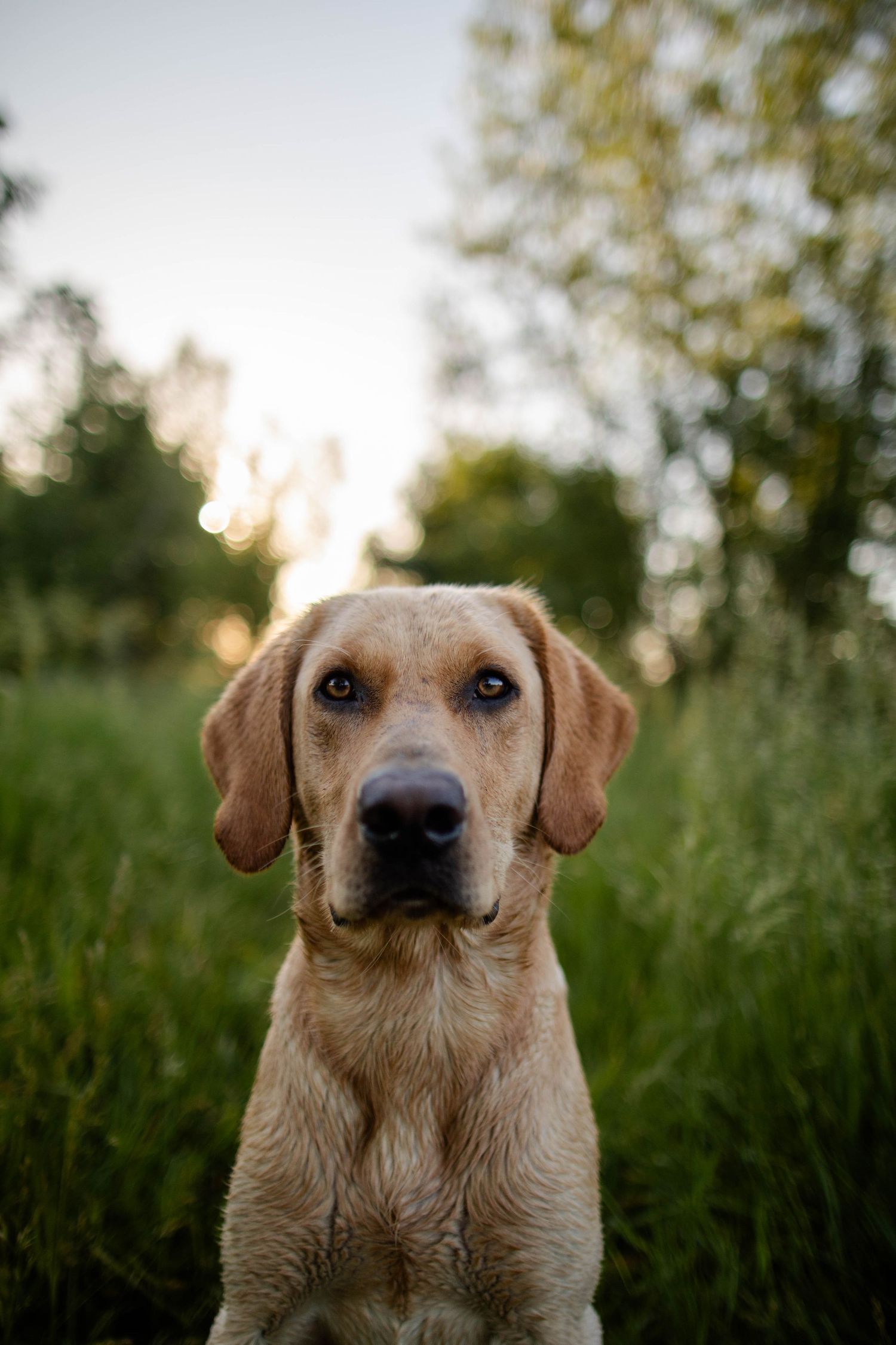 Golden Labrador dog looking intently at camera in grassy field during golden hour Sunrise in Boulder, Colorado.