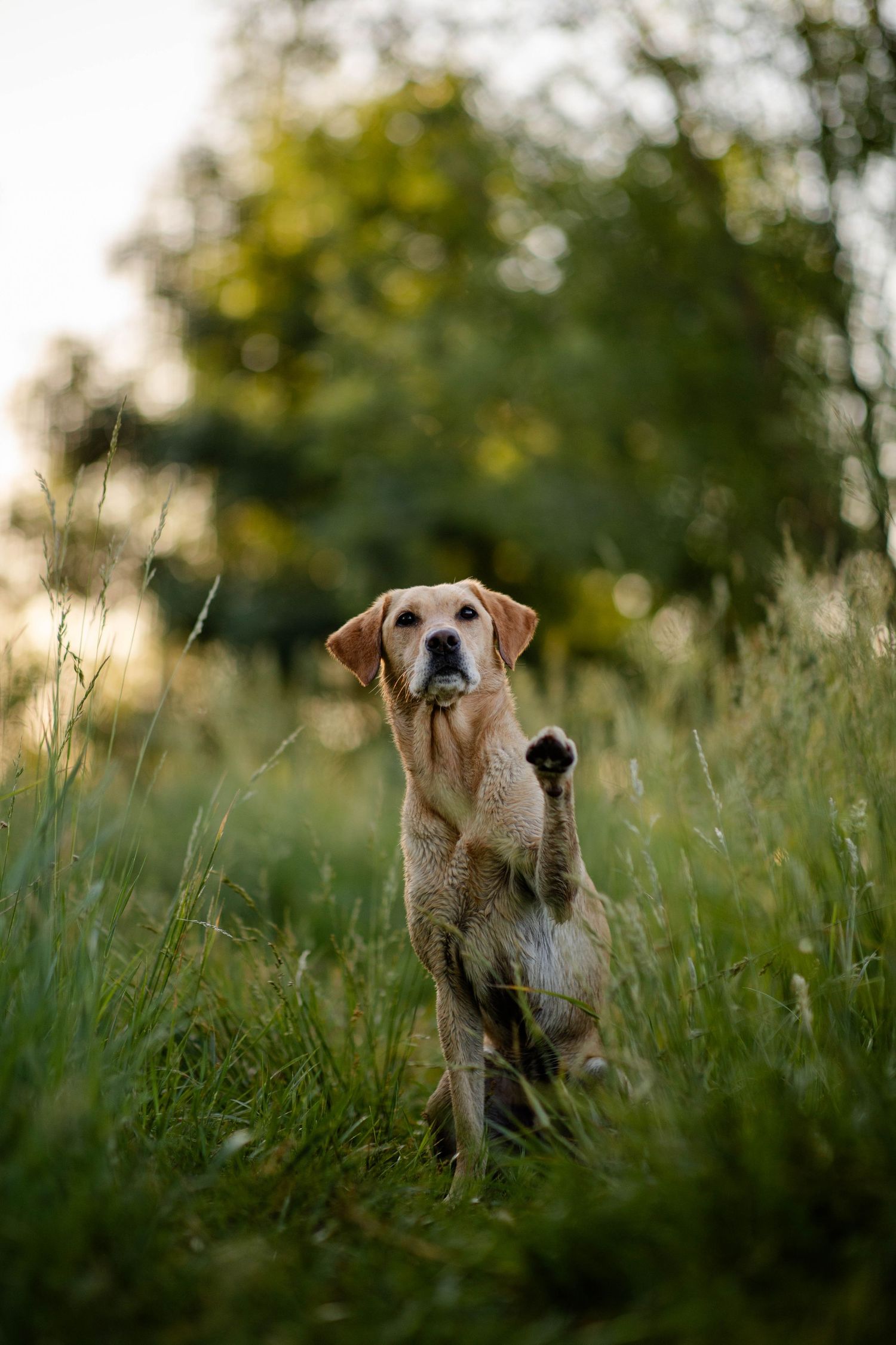Yellow Labrador retriever dog sits and begs on hind legs in tall grass during golden hour sunrise. in Boulder, Colorado
