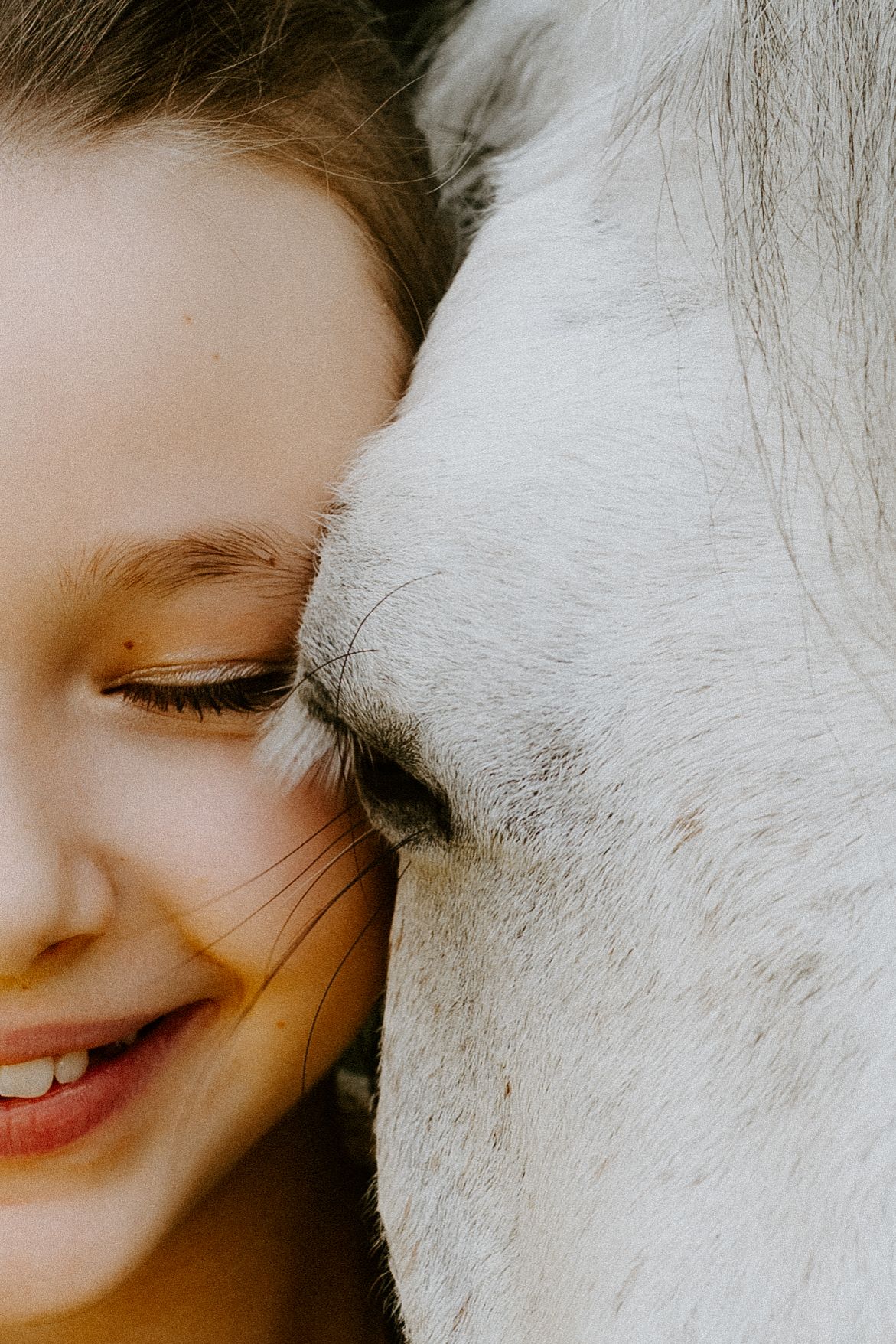 Close-up photo of a horse's muzzle in warm autumn lighting.