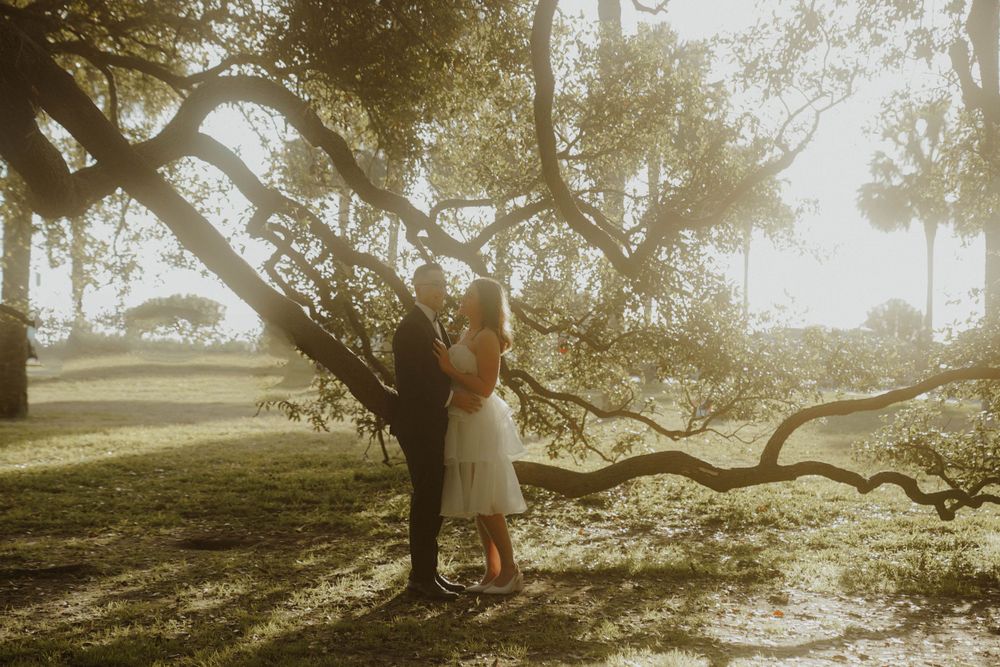 A golden sunlit scene under a twisted tree branch in a dreamy park setting.