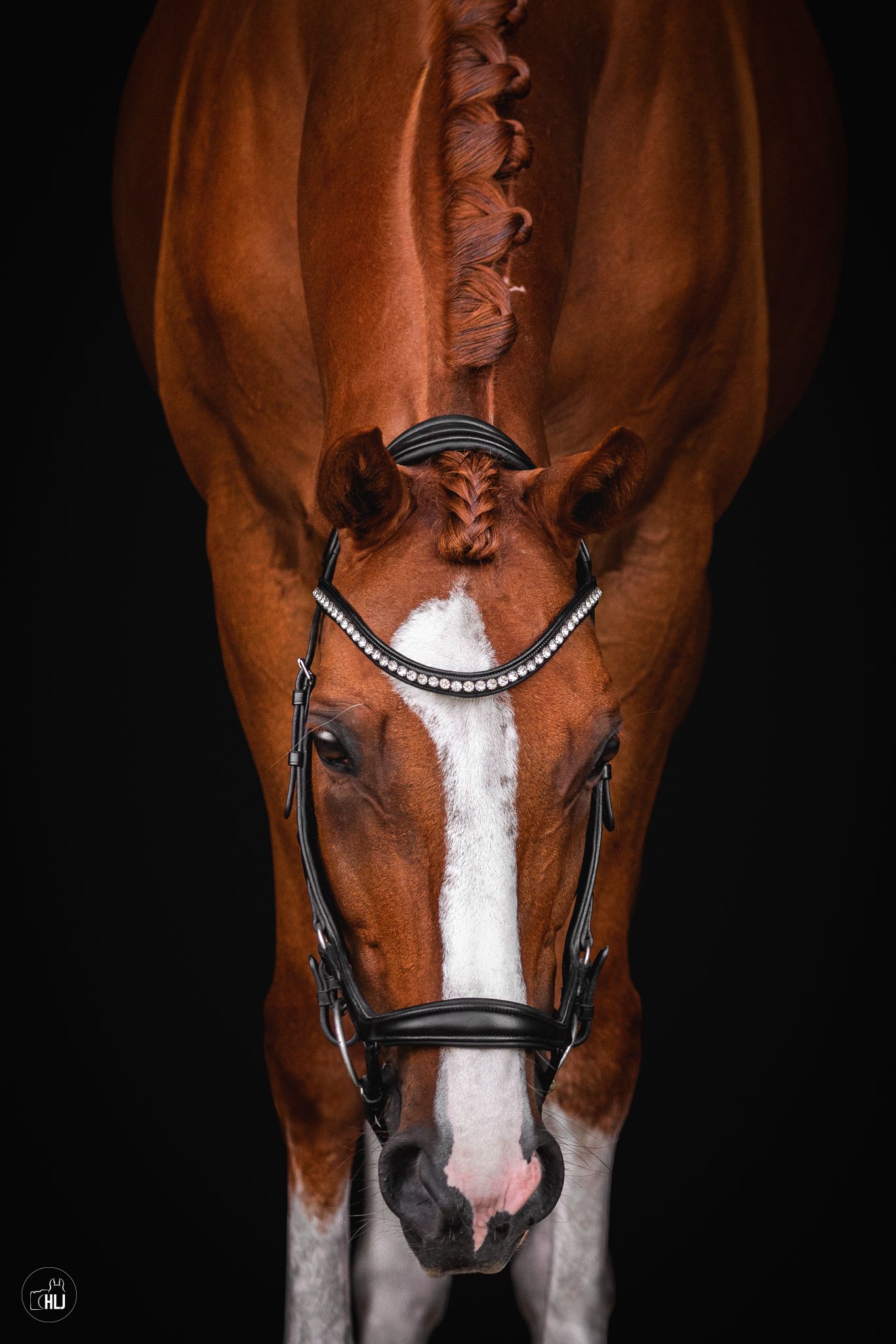 Close-up portrait of horse with bridle against dark background.