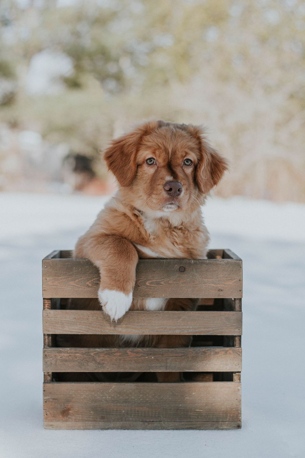 An adorable golden brown puppy sits inside a rustic wooden crate outdoors in winter.