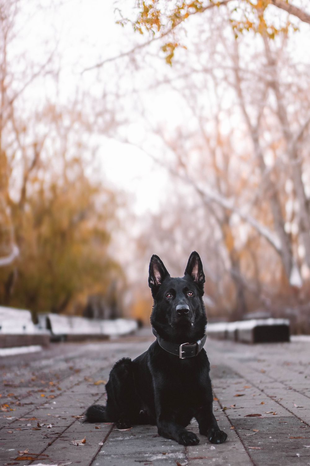 Black German Shepherd dog sitting attentively on a brick pathway in an autumn park with golden foliage.