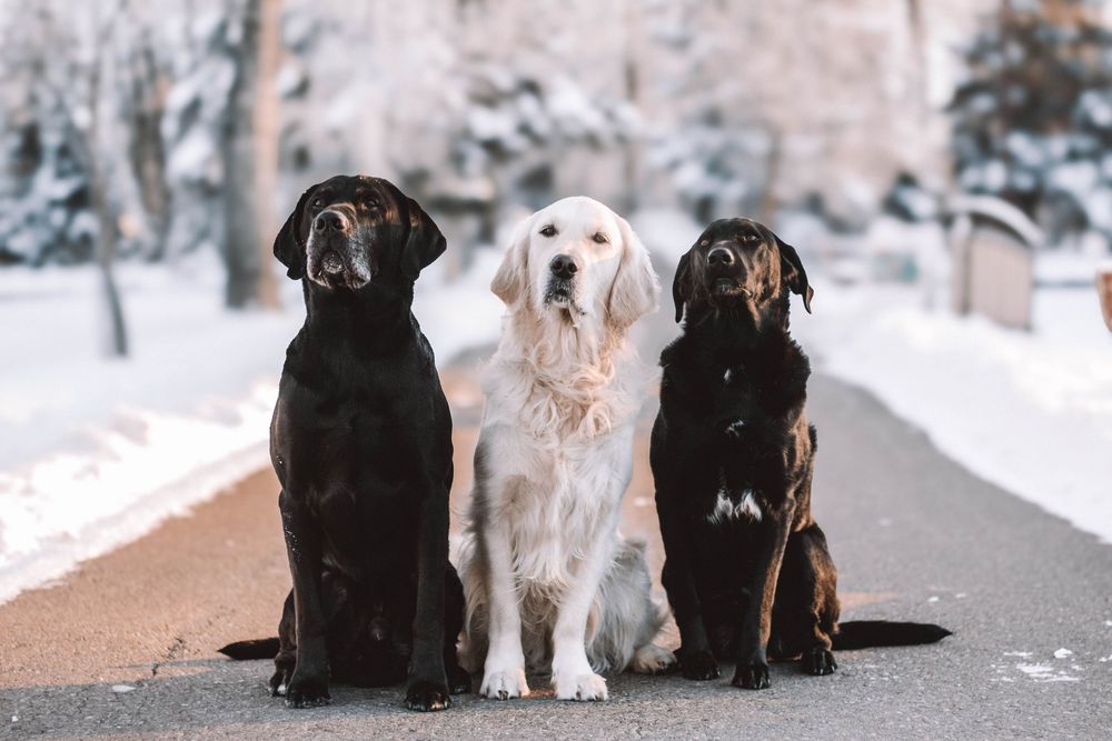 Three Labrador Retrievers, two black and one golden, sitting together on a snowy winter pathway.