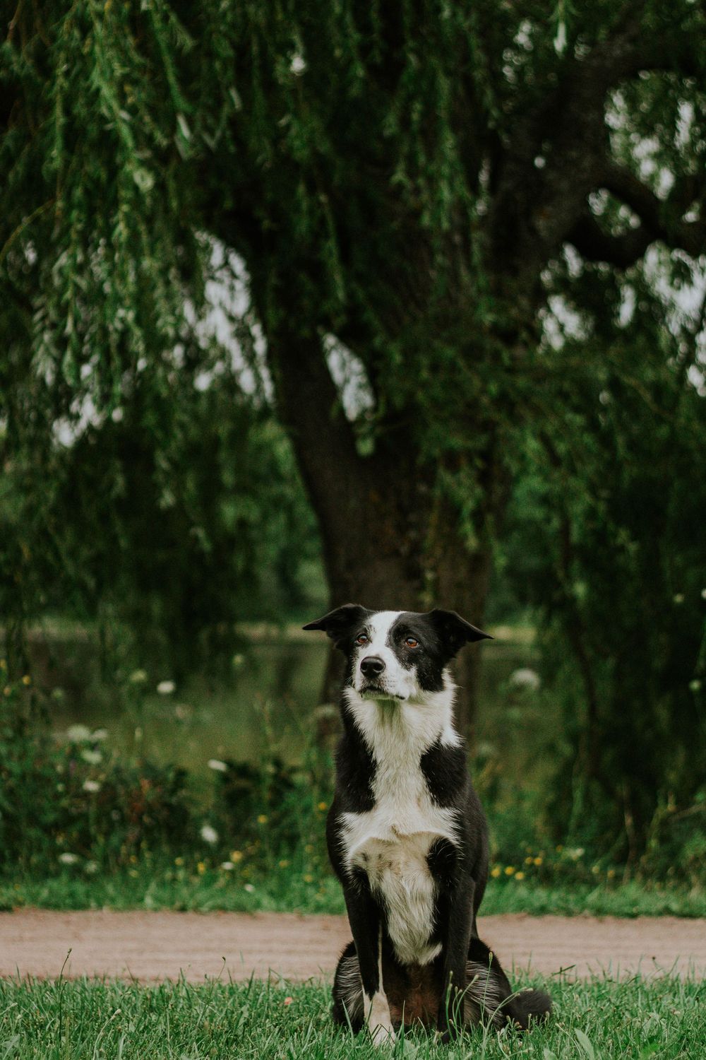 A black and white Border Collie sits on grass beneath a large weeping willow tree.