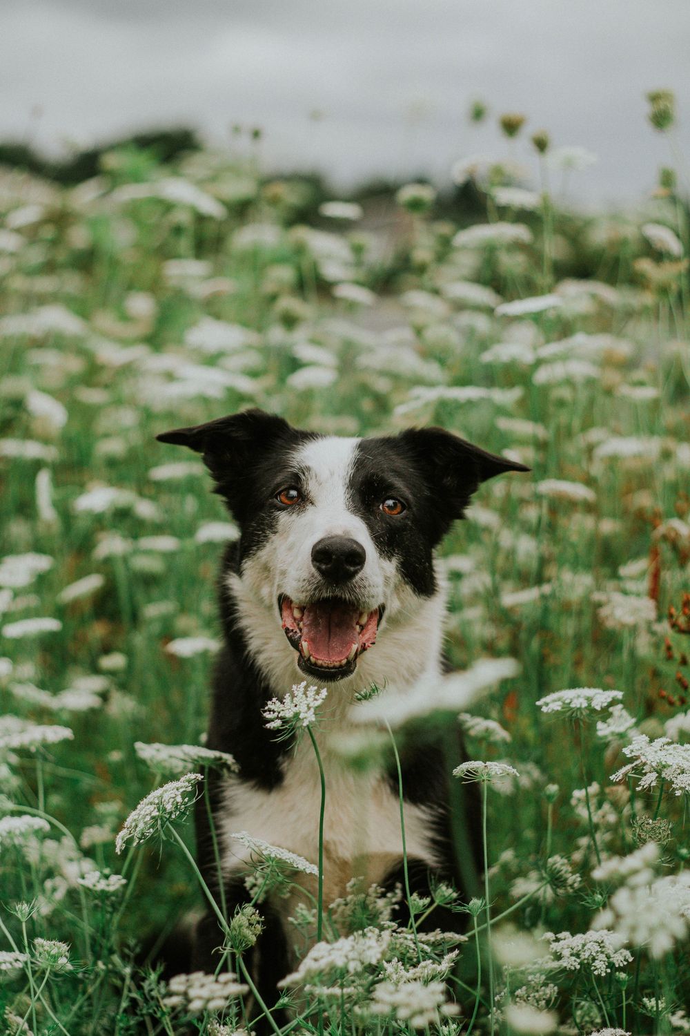 A happy black and white Border Collie sits among white wildflowers in a green meadow.