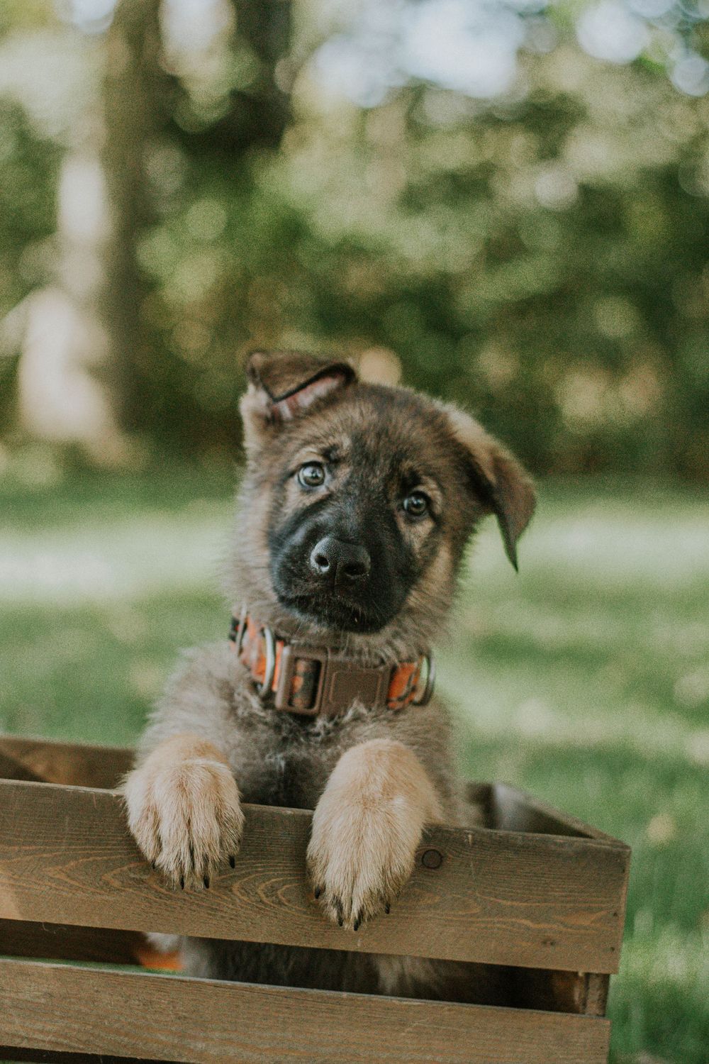 Adorable German Shepherd puppy with collar resting paws on wooden crate edge in a sunny green garden.