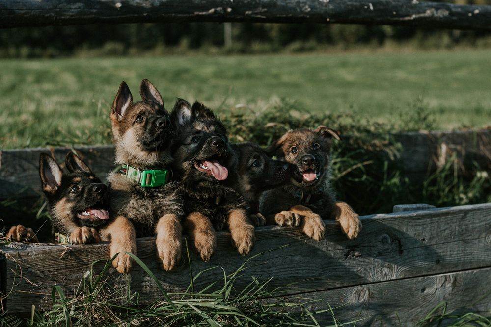 Three German Shepherd puppies peeking over a rustic wooden fence with green grass in the background.