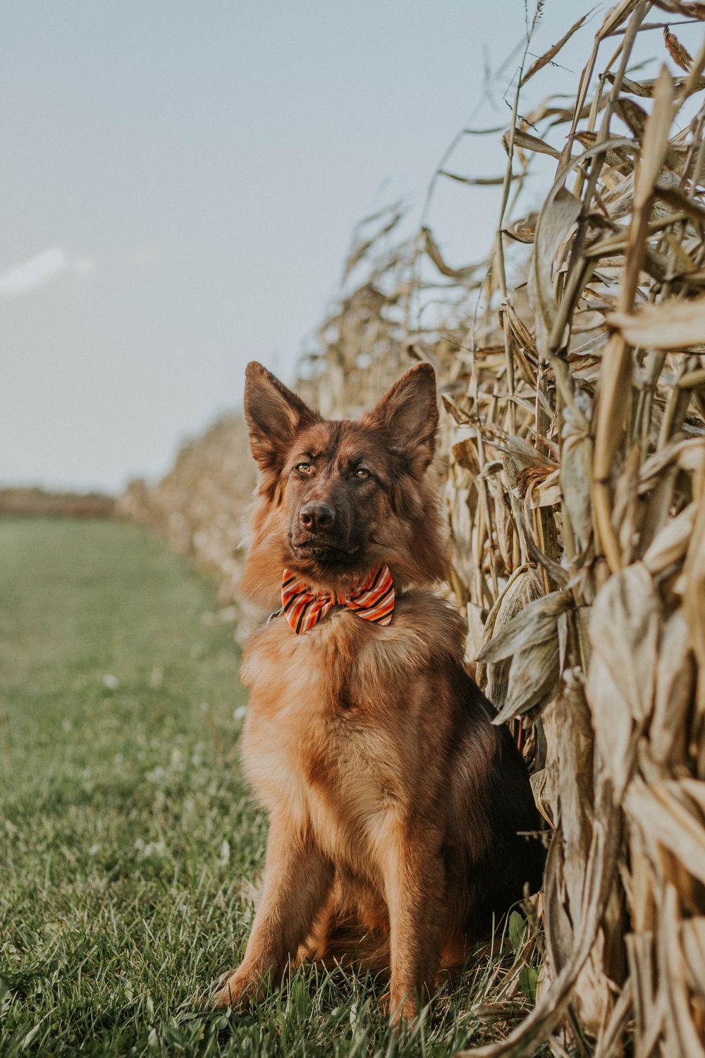 A brown German Shepherd wearing a red bow tie sits beside a dried cornfield on a sunny autumn day.