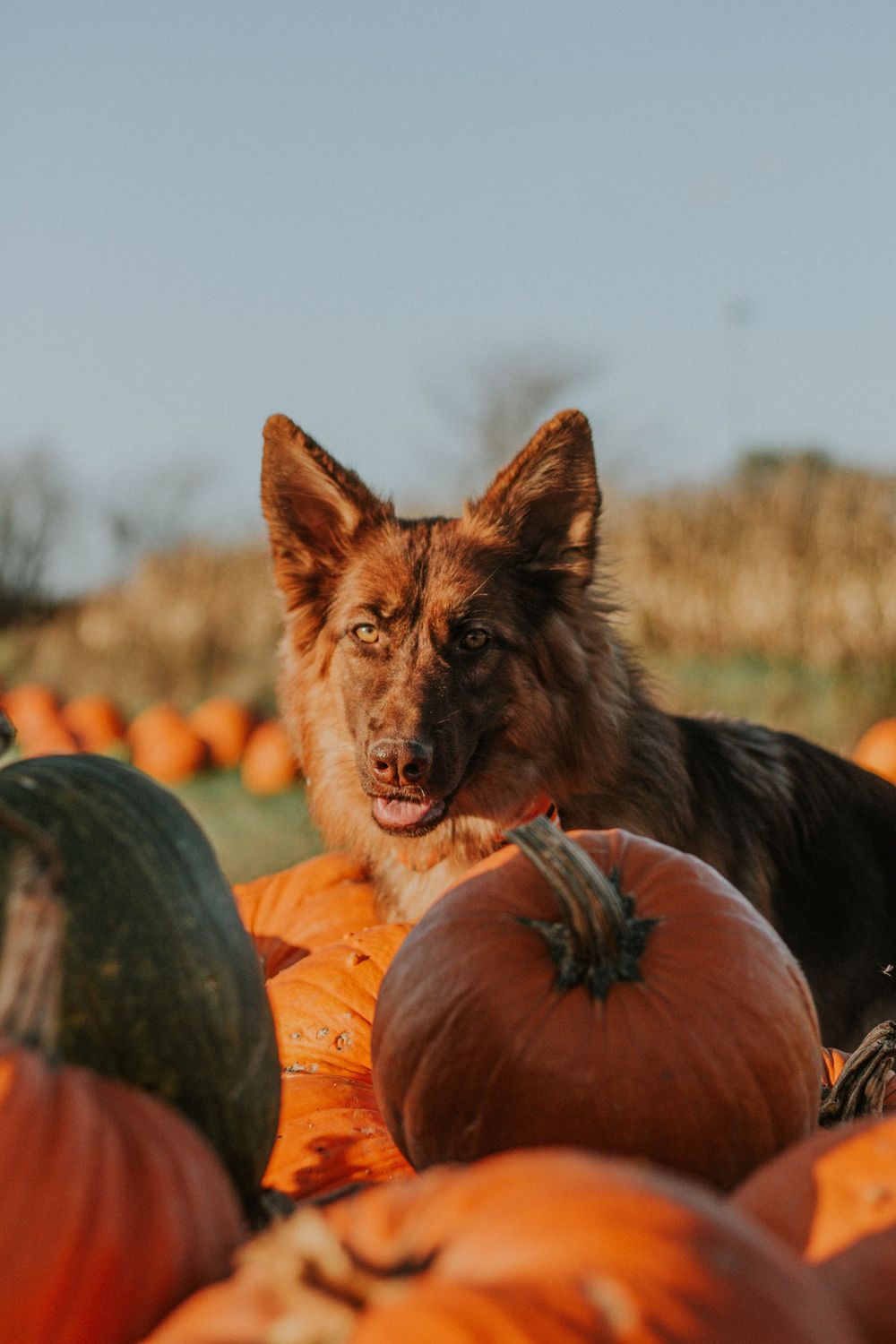 A brown German Shepherd dog poses among orange and green pumpkins in a fall pumpkin patch.