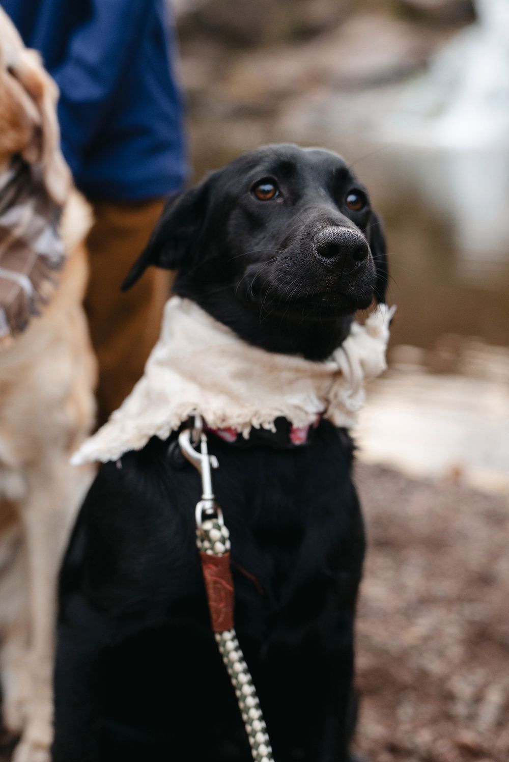 A black Labrador retriever wearing a decorative collar poses attentively in an outdoor setting with blurred background.
