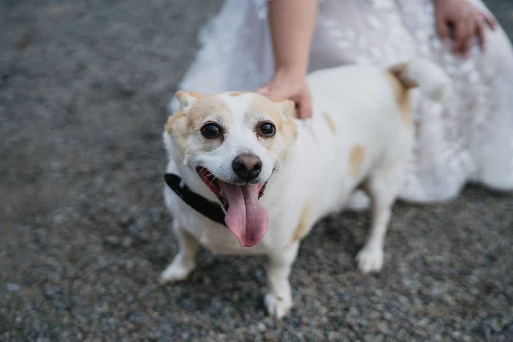 Happy small dog with tongue out being petted by bride in white lace wedding dress outdoors.