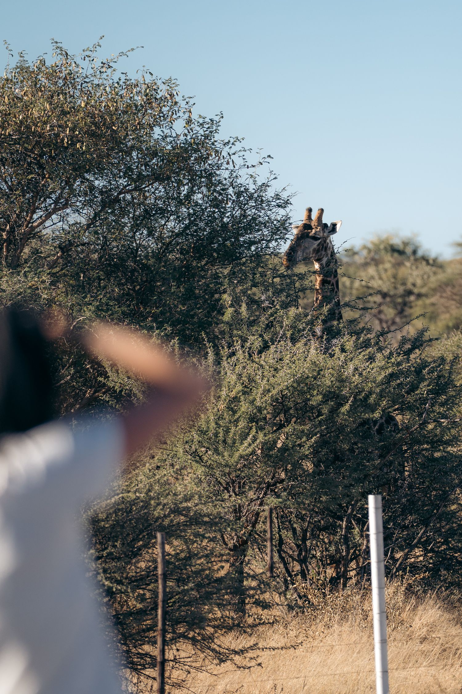 photographe de dos qui prend une photo de girafe au bord de la route
