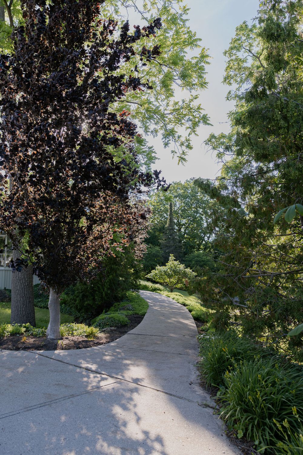 A winding concrete pathway lined with lush green shrubs and trees at civic garden complex in london, ontario.