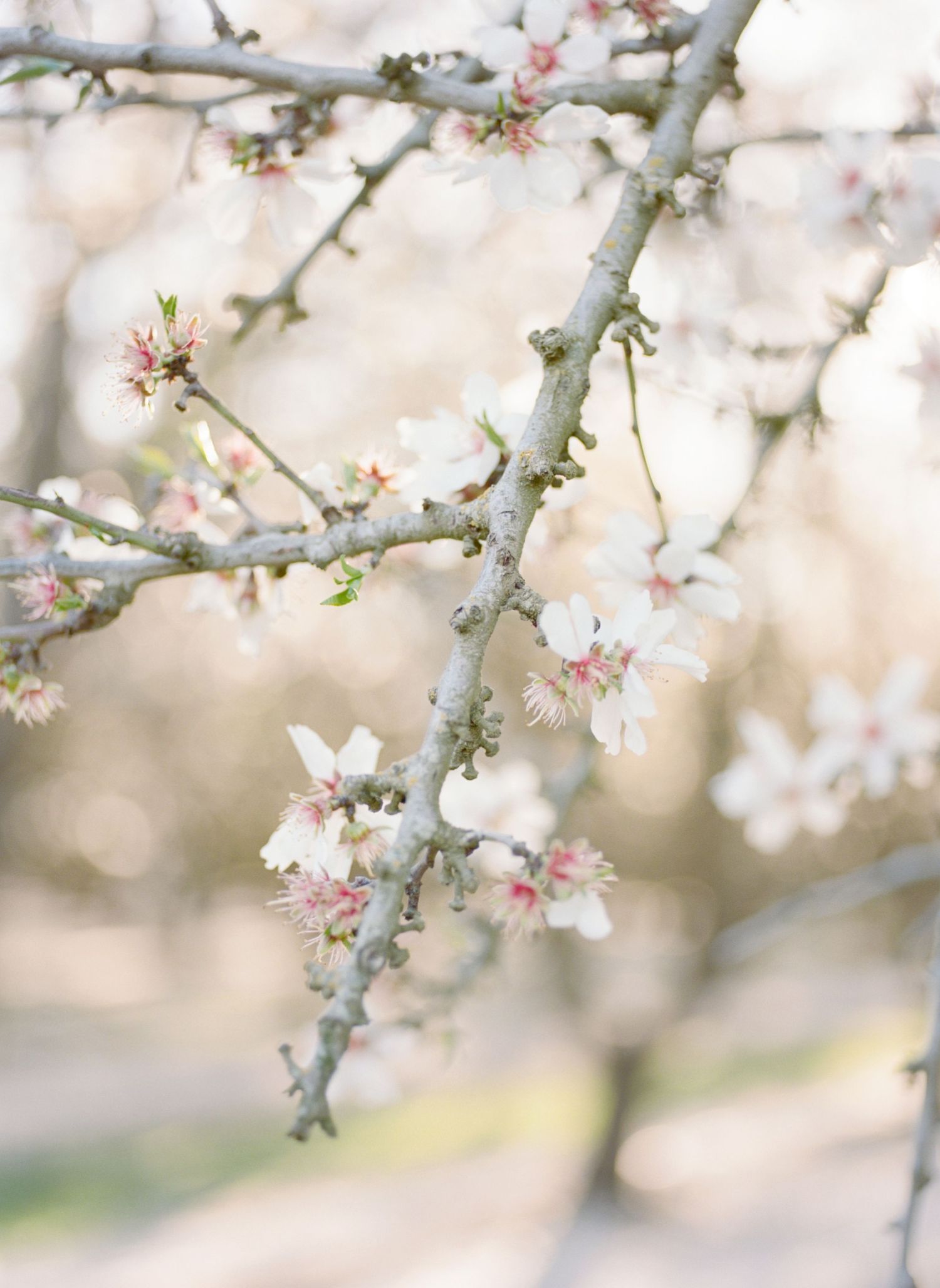 Delicate white and pink almond blossom flowers blooming on bare gray branches in soft spring light.