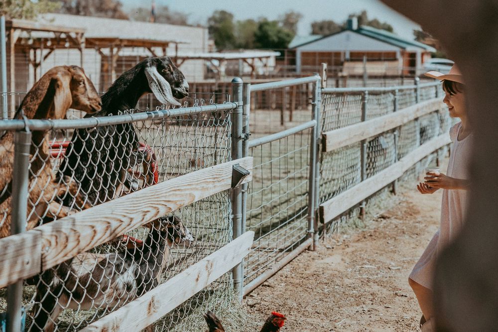 Woman feeding goats through a chain-link fence at a rustic farm petting zoo on a sunny day.