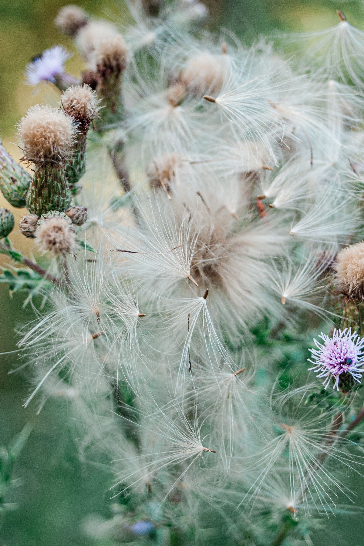 Close-up of creeping thistle plant with fluffy white seed heads and purple blooms in a natural outdoor setting.