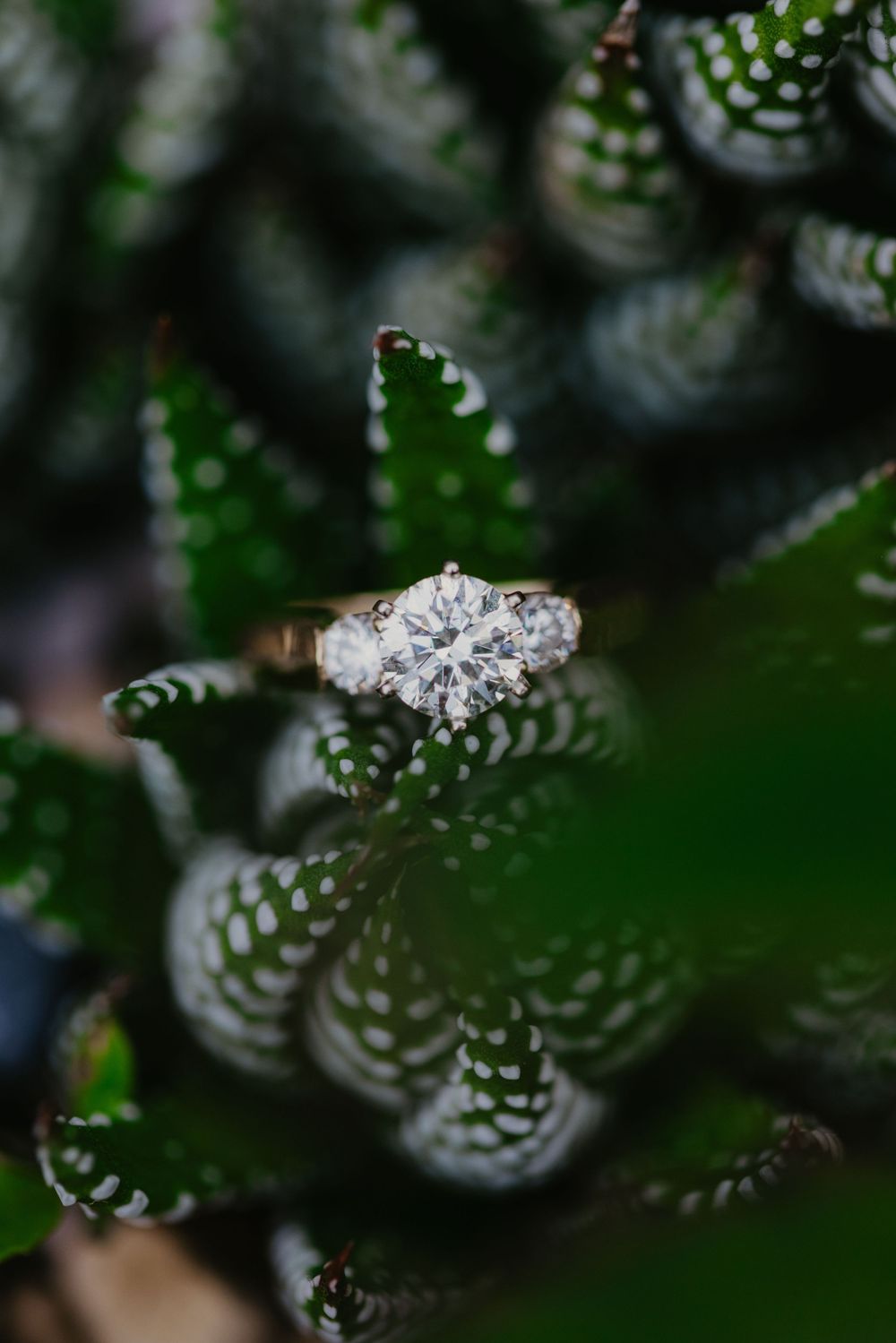 Three-stone round diamond engagement ring nestled among spiky green succulent leaves.