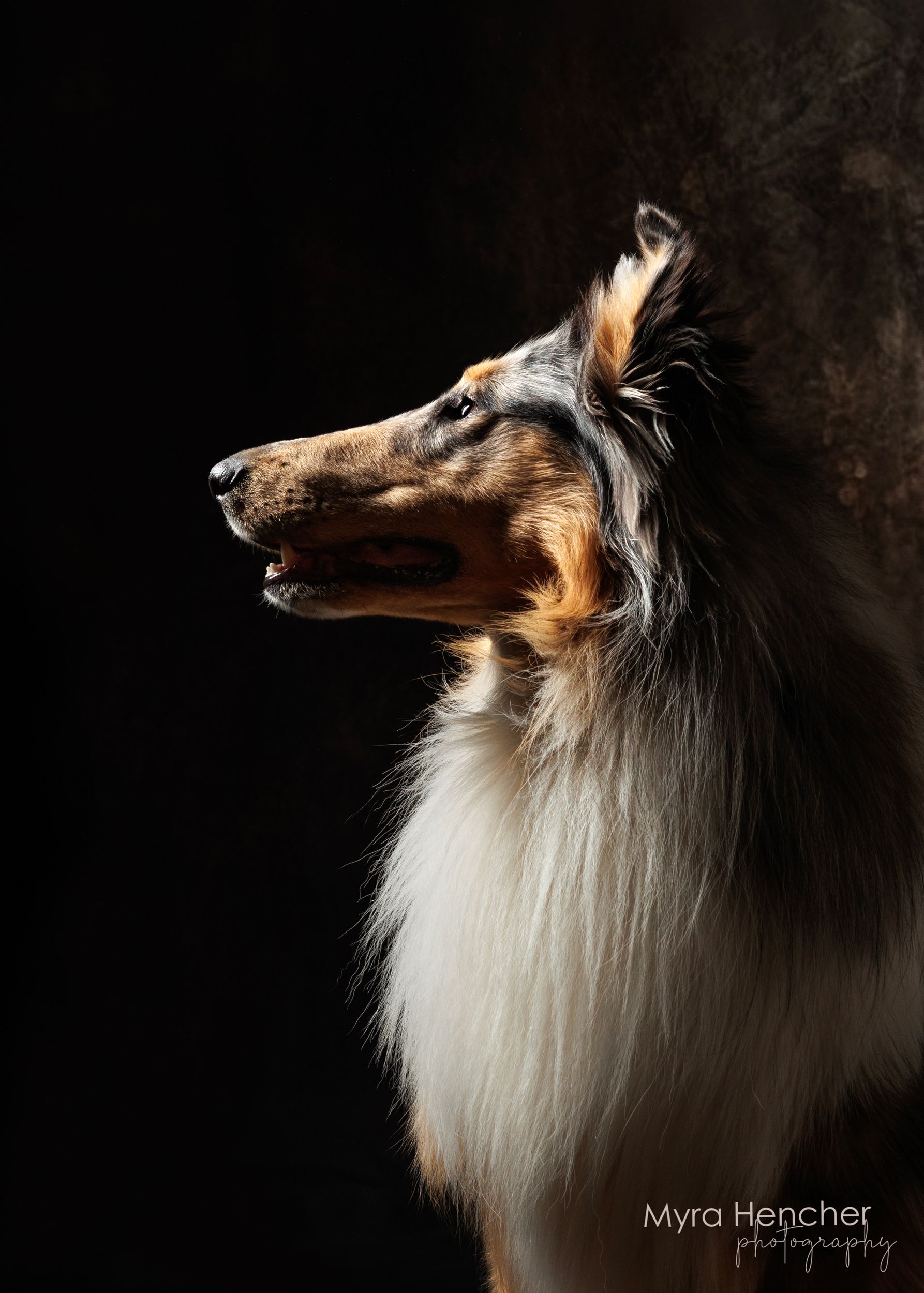 A majestic Rough Collie dog photographed in dramatic studio lighting against a dark background by Myra Hencher Photography.