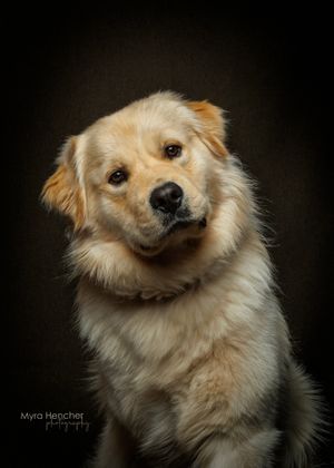 A golden retriever puppy poses for a studio portrait against a dark background, photographed by Myra Hencher.