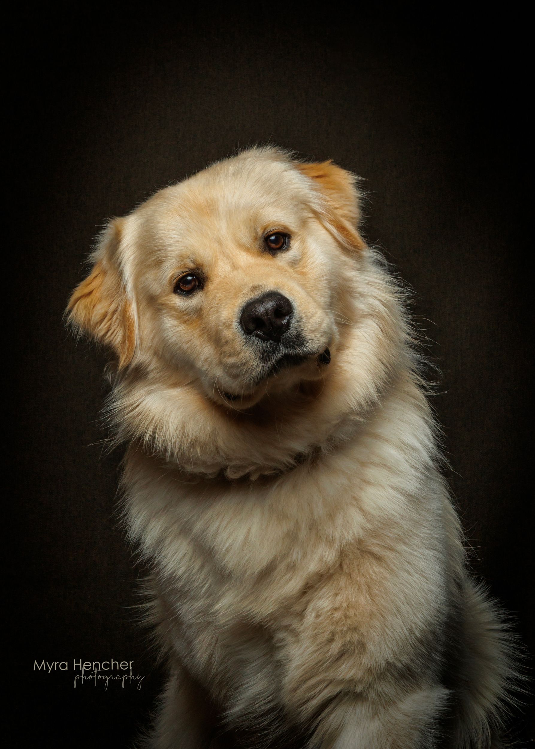 A golden retriever puppy poses for a studio portrait against a dark background, photographed by Myra Hencher.
