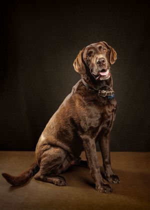 Chocolate Labrador Retriever sitting upright against dark background, wearing a collar, mouth open in a happy expression.
