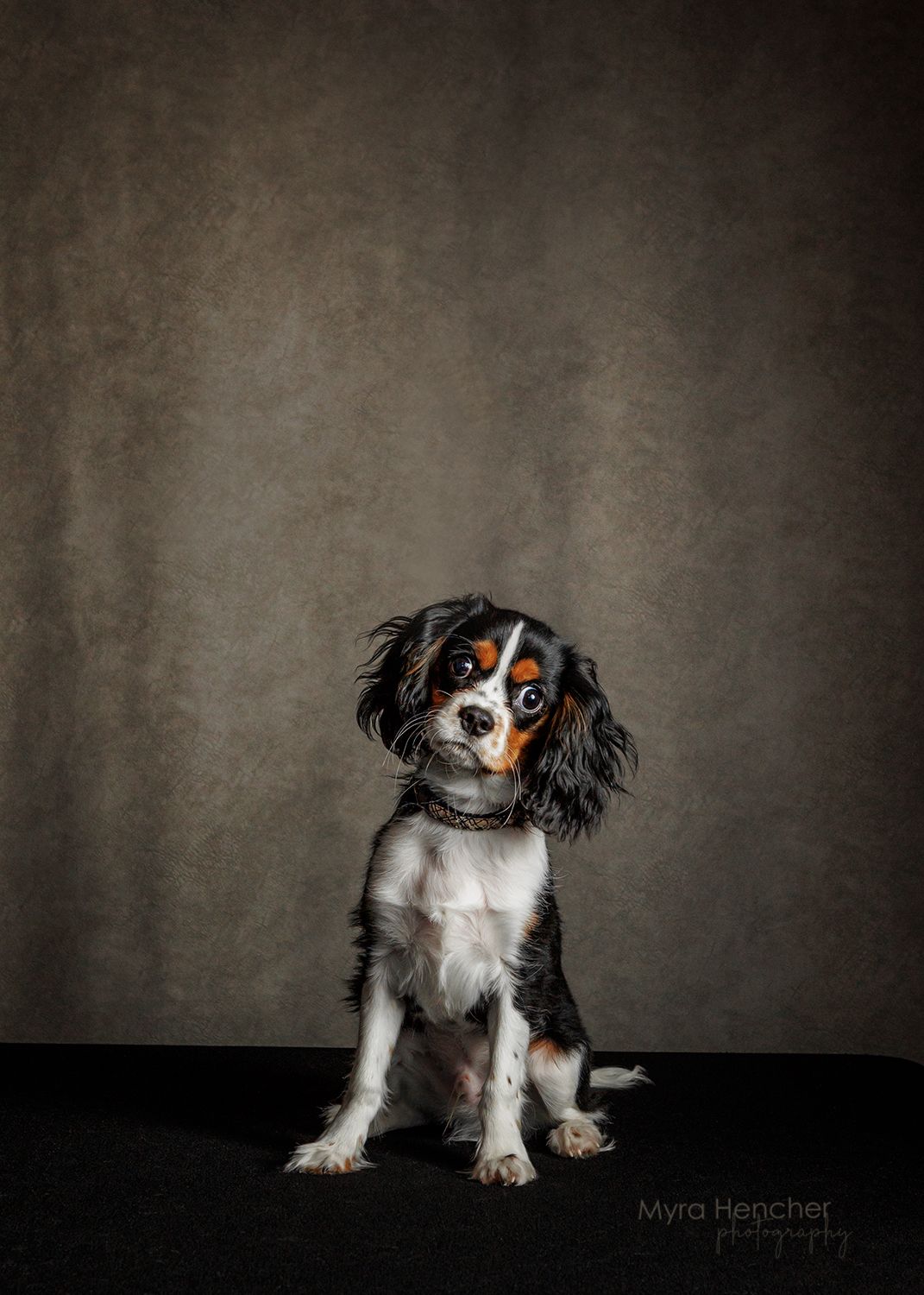 A tricolor Cavalier King Charles Spaniel puppy sits against a dark studio backdrop in a professional portrait photo.