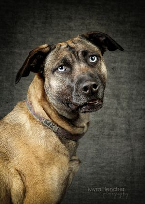 Portrait of a brindle mixed breed dog with blue eyes wearing a collar against a dark studio background.