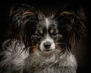Close-up portrait of a fluffy Papillon dog with black, white, and tan markings on dark background.
