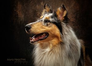 A regal Rough Collie dog with sable and white fur poses in a dramatic studio portrait by Myra Hencher Photography.