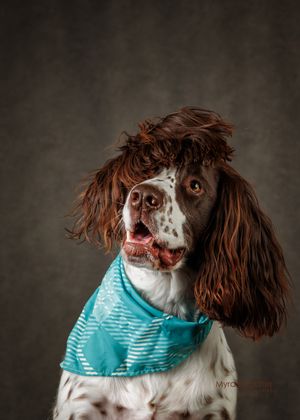 Adorable English Springer Spaniel wearing teal bandana poses for expressive studio portrait photo.