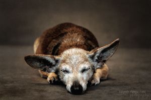 Senior dog with large ears resting peacefully on dark studio background in artistic portrait photo.
