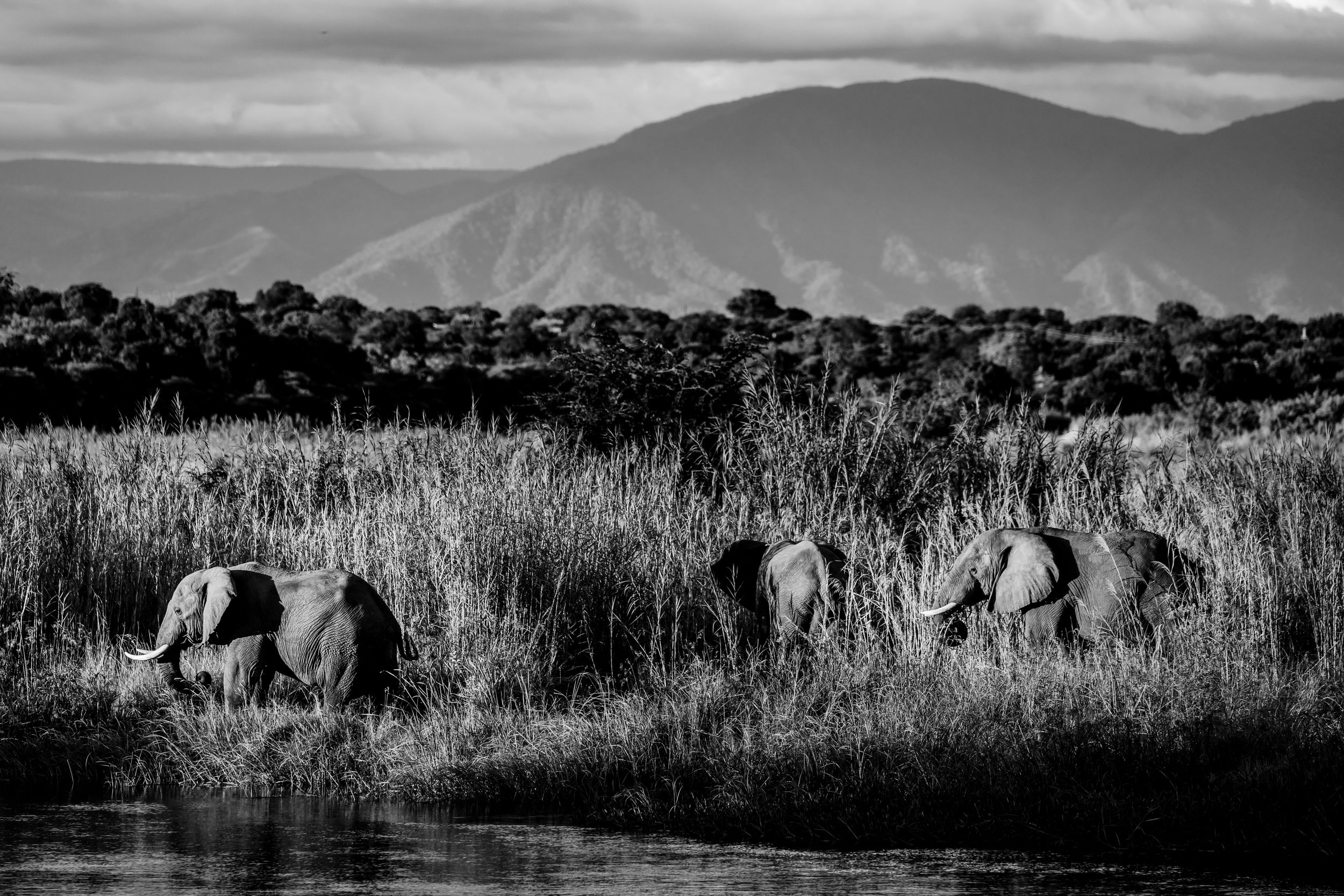 Three red elephants walk through lush green reeds beside a river with mountains in the background in Africa.