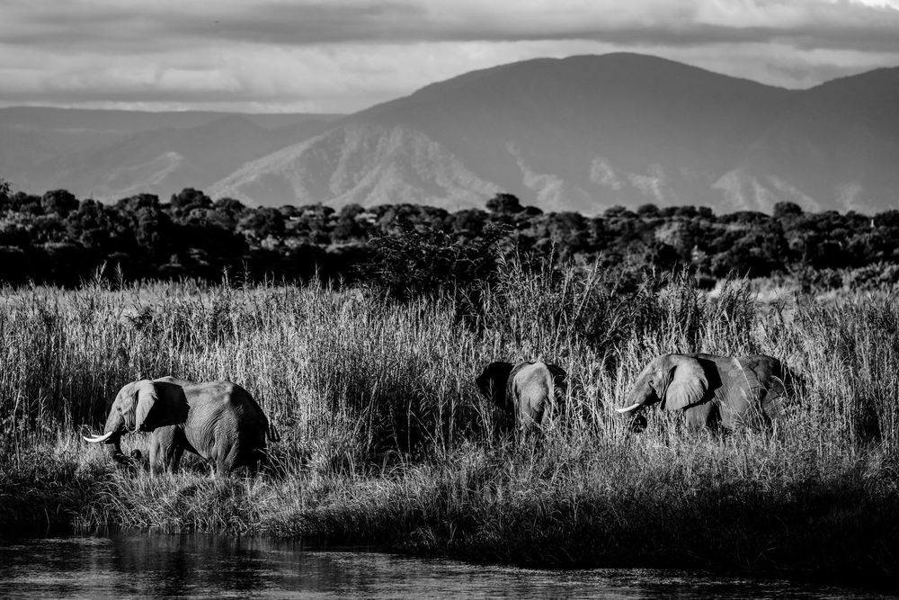 Three red elephants walk through lush green reeds beside a river with mountains in the background in Africa.