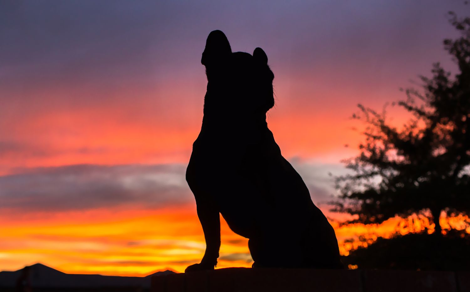 French bulldog silhouette during pet photo session at sunset in perth