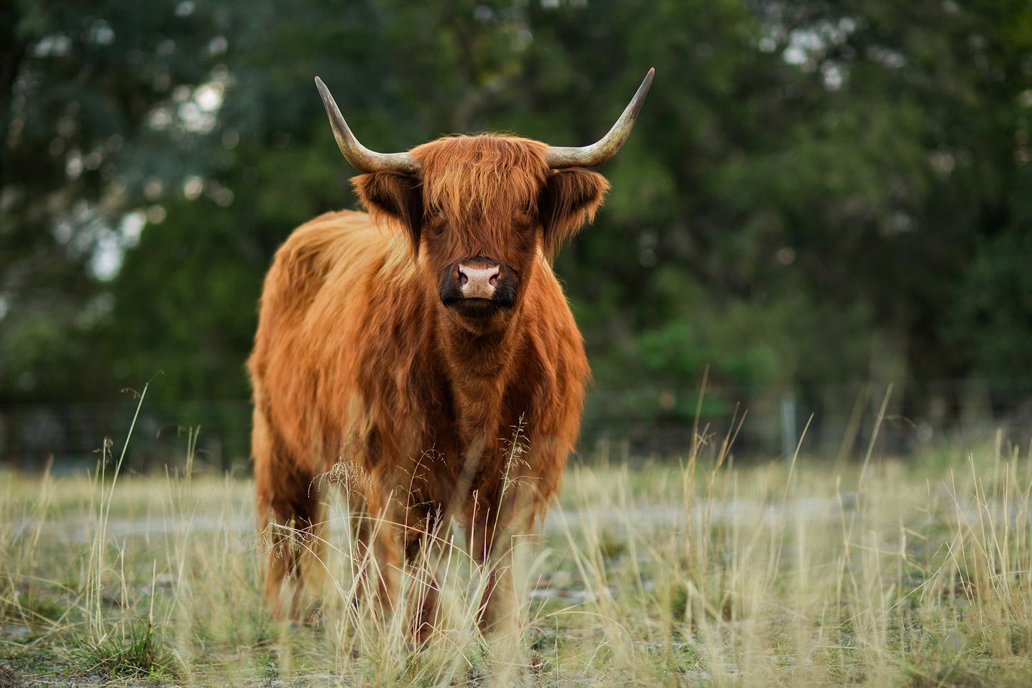 Highland Cow in a beautiful lush field during golden hour for a pet photography session in perth