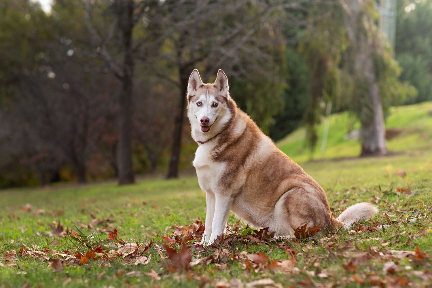 Husky smiling during perth pet photo session in the perth
