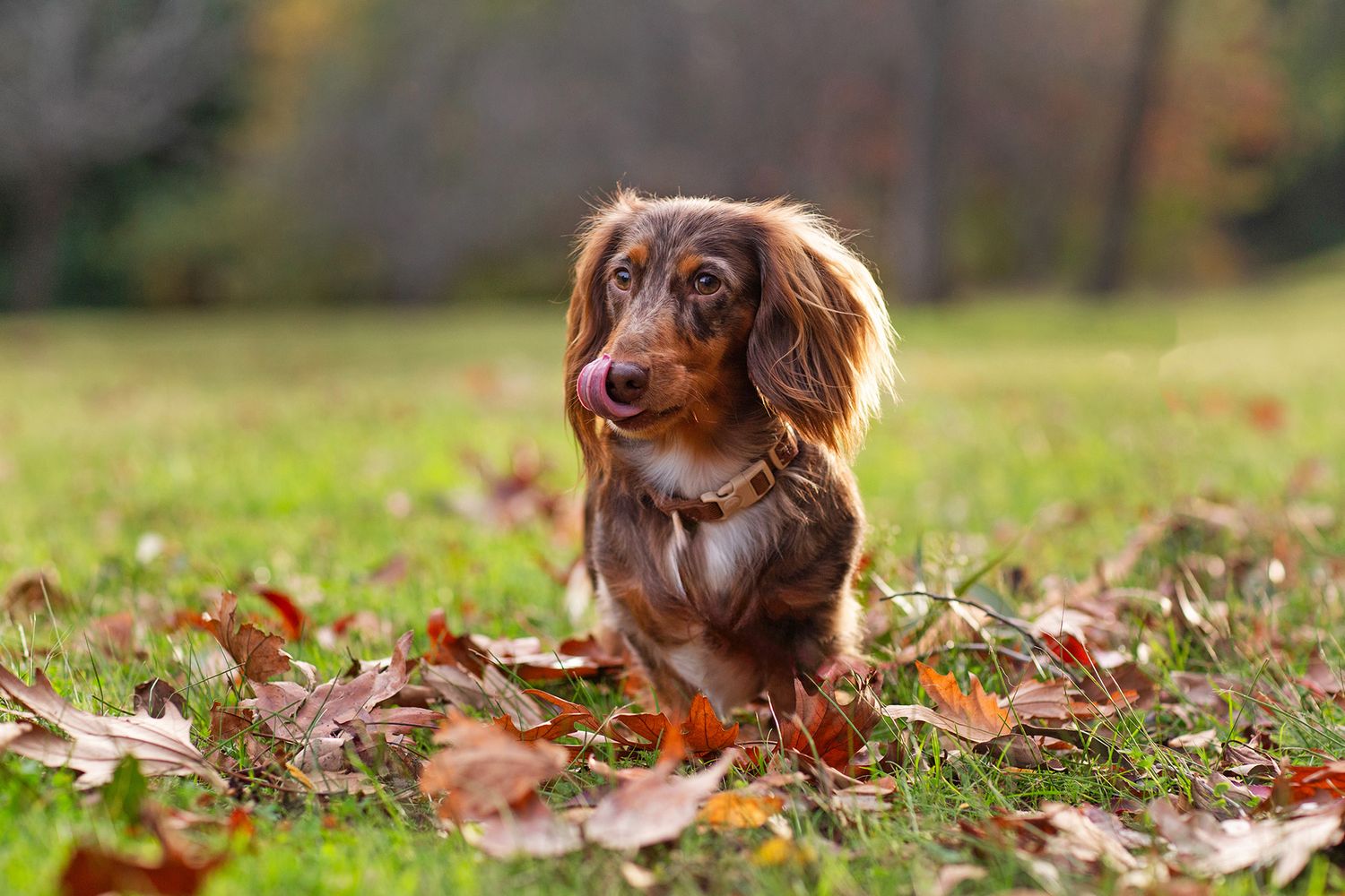 Dachshund licking mouth amongst the beautiful autumn foliage in perth during a pet photography session