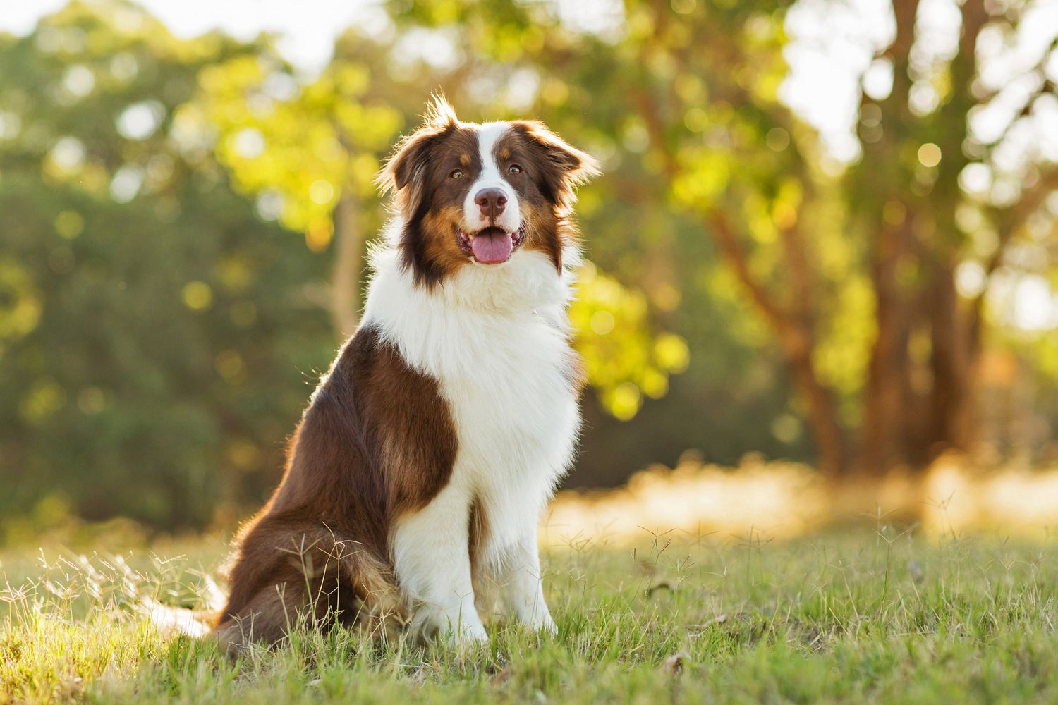 Border collie at golden hour in a perth park for a pet photography session