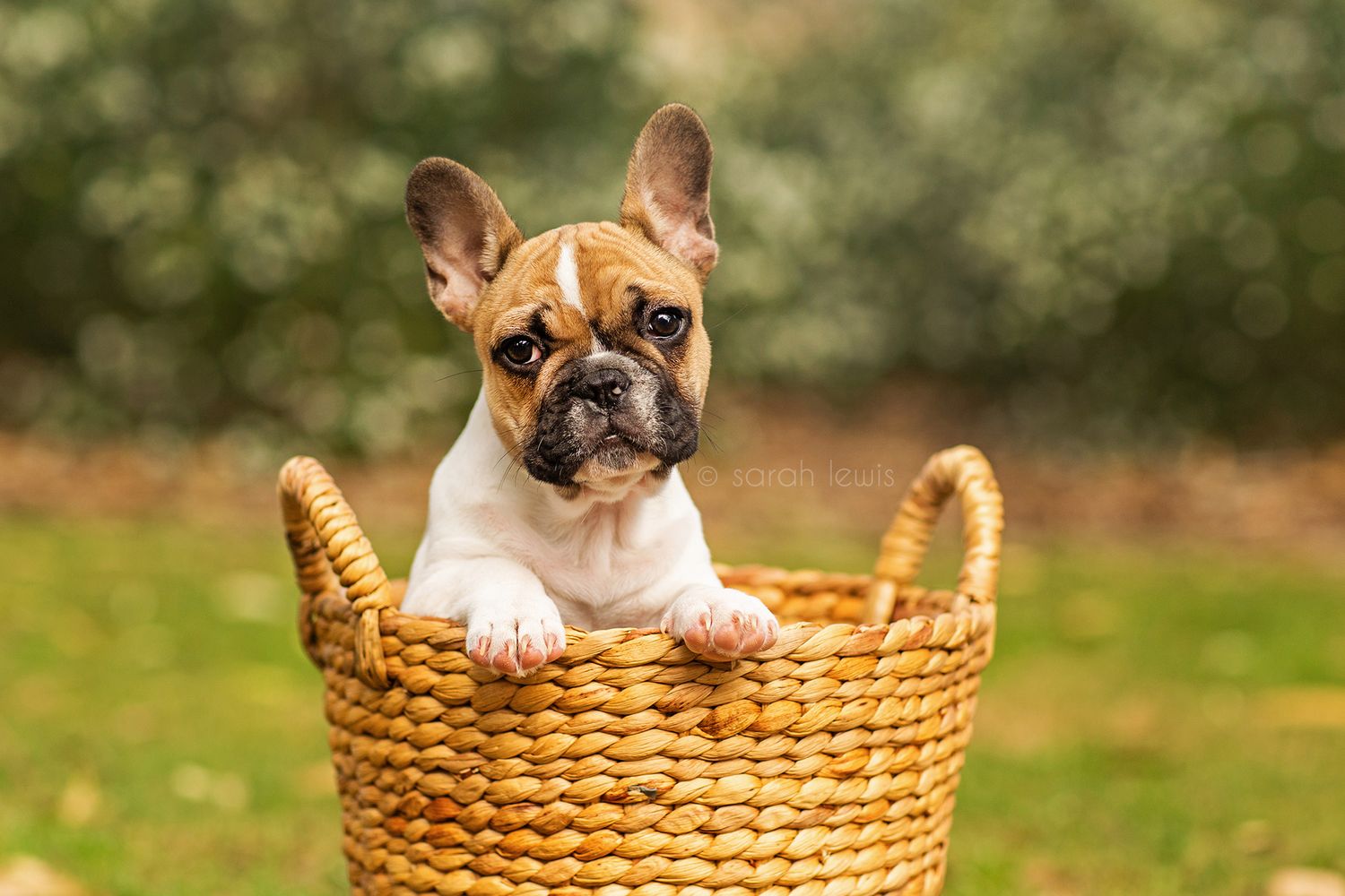 French Bulldog puppy in woven basket on the grass during a golden hour pet photography session in perth