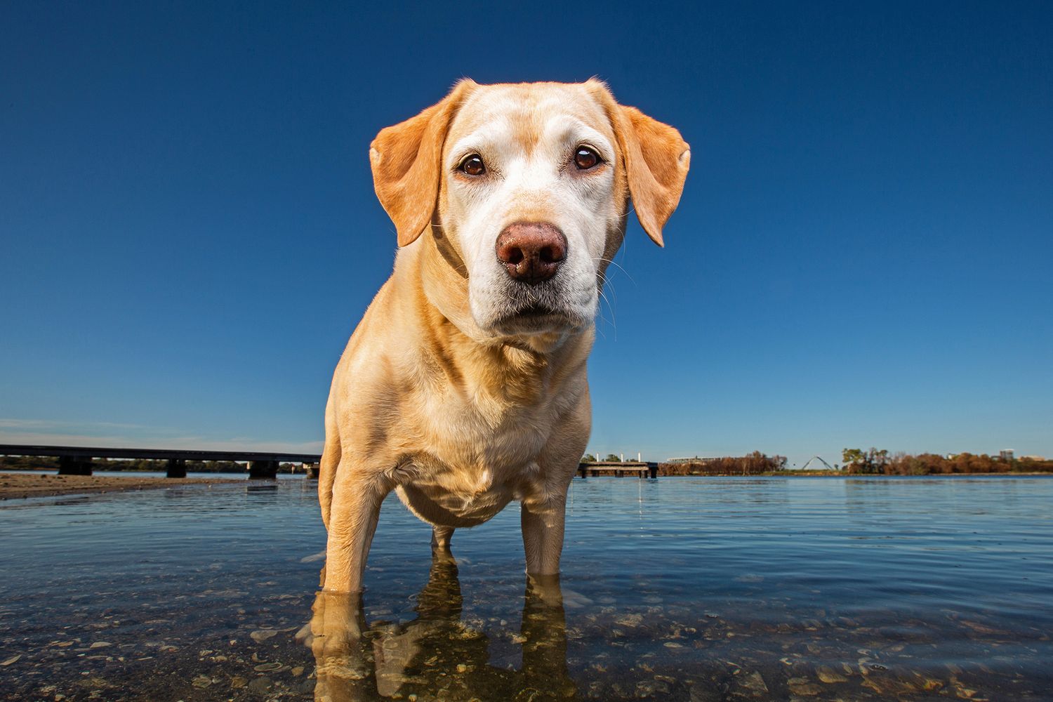 Labrador going for a dip in the swan river during a morning pet photography session in perth
