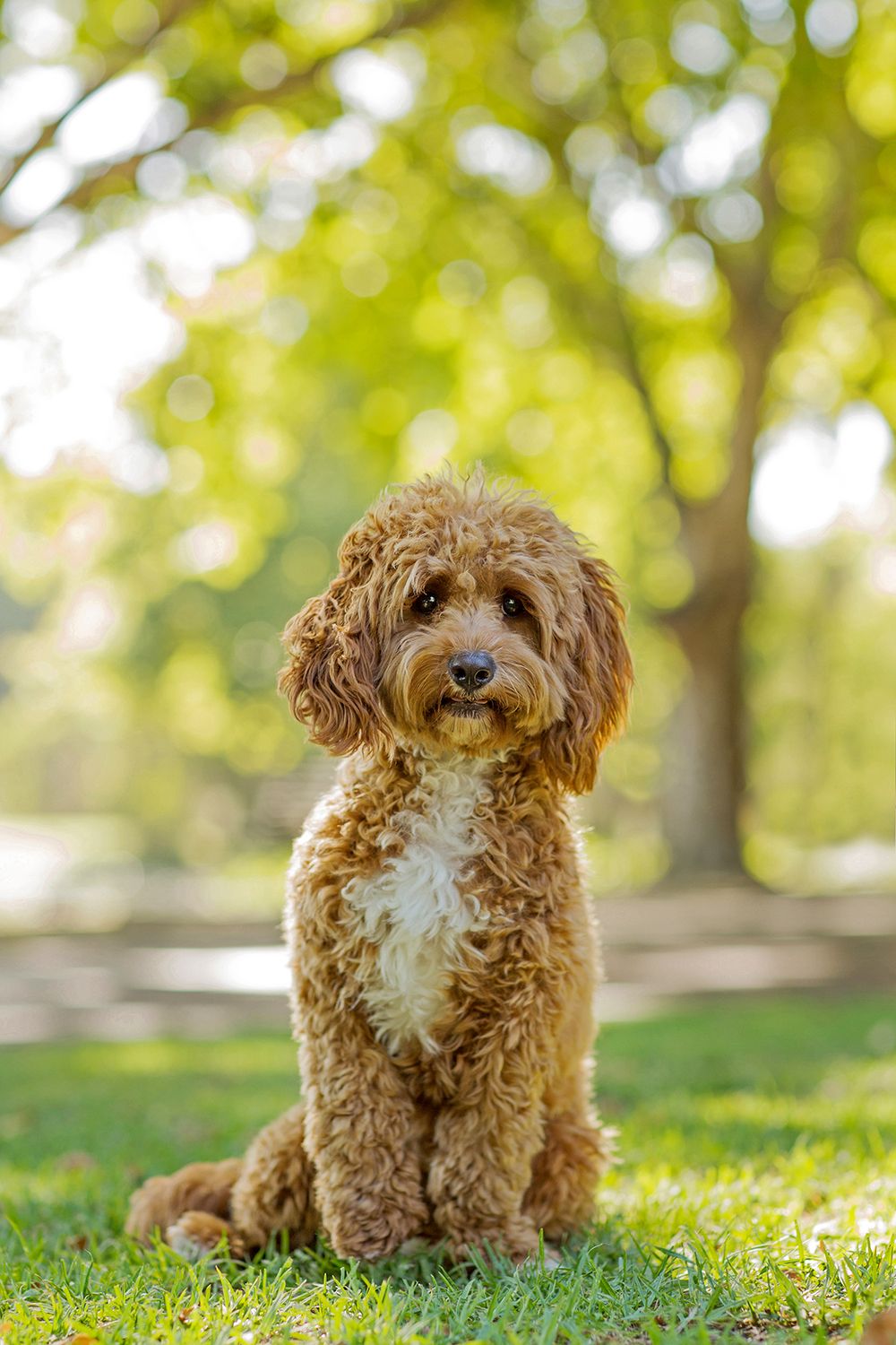 Cavoodle during golden hour at hyde park in perth for a golden hour photo session with perth pet photographer