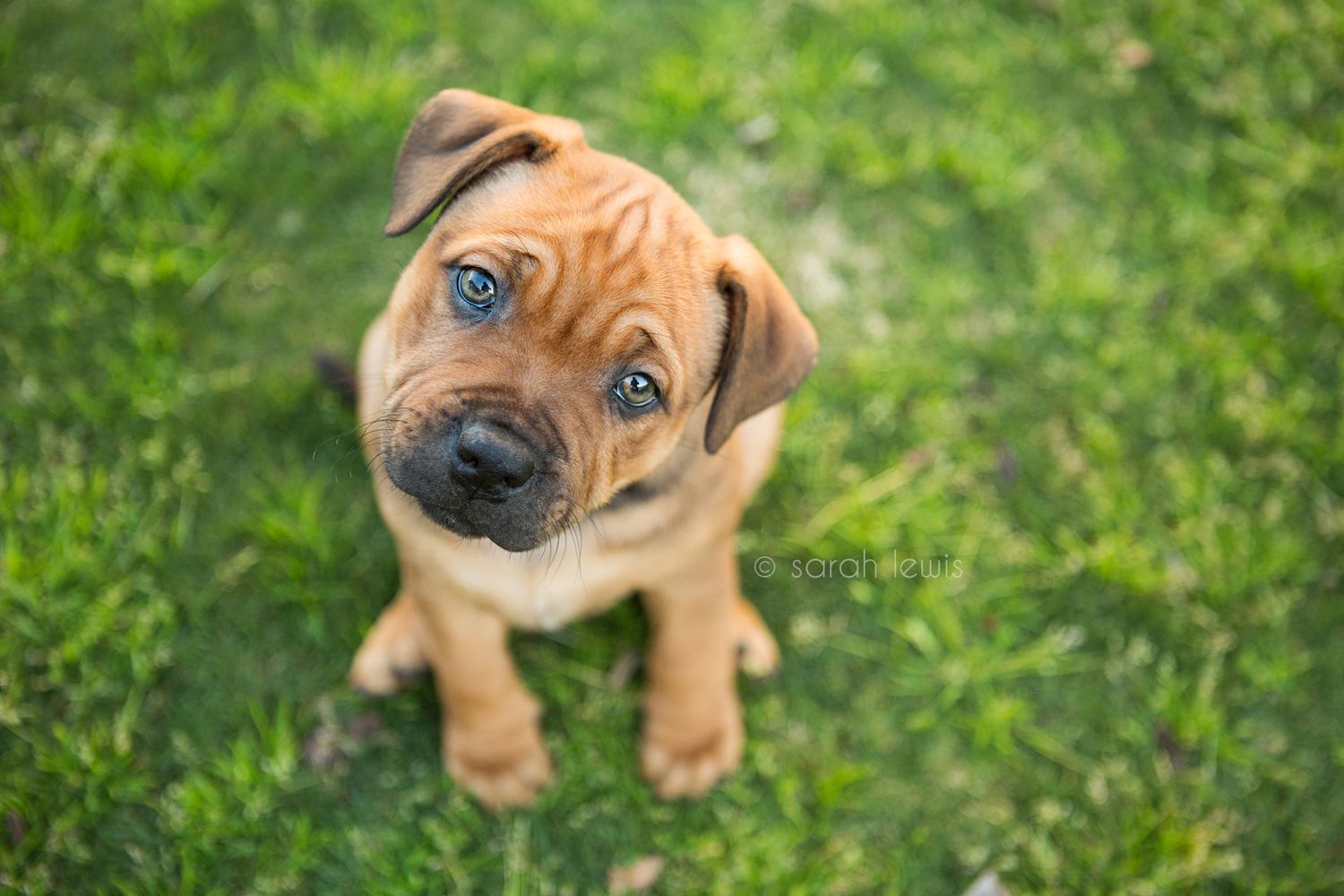 English staffy puppy head tilting on beautiful lush green grass during a photo session in perth