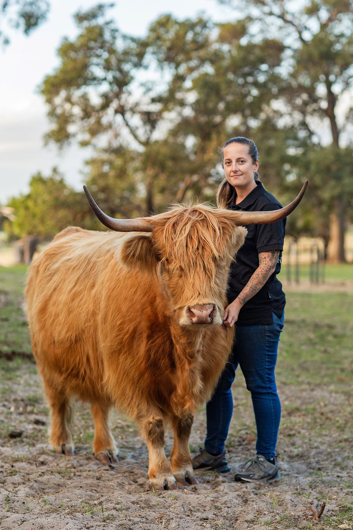 Highland Cow posing alongside her owner during golden hour pet photography photo session in perth