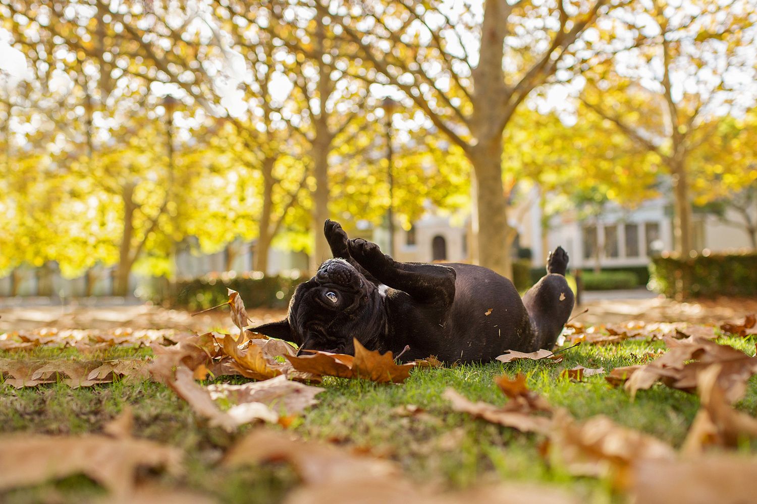 French bulldog playing on his back amongst the autumn leaves during a pet photo session in perth