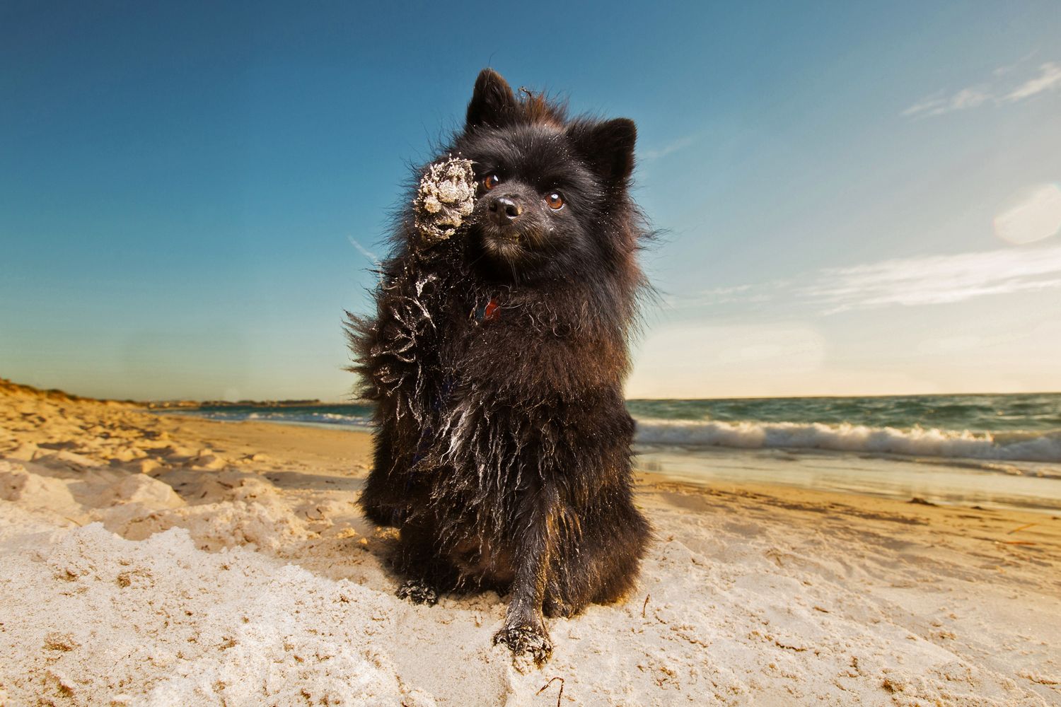 Pomeranian giving a high five to the camera at a perth beach during a pet photo session in Perth